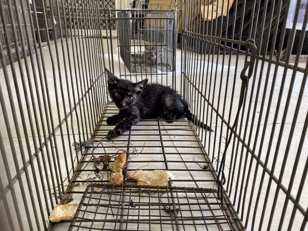 Black young female mixed-breed cat, Small, shelter no. …3C04