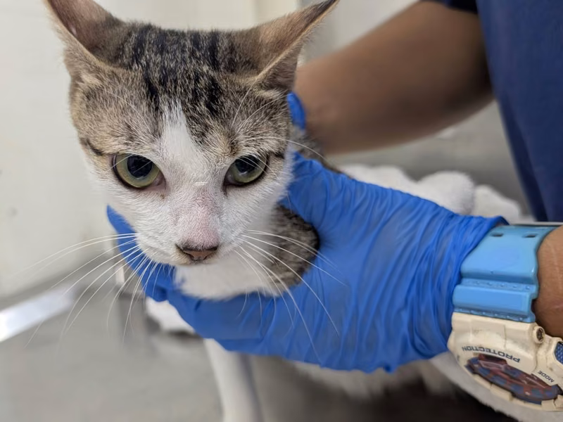 Tabby-and-white adult female mixed-breed cat, Small, shelter no. …0703
