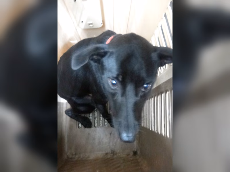 Black adult male mixed-breed dog, Large, shelter no. …1194