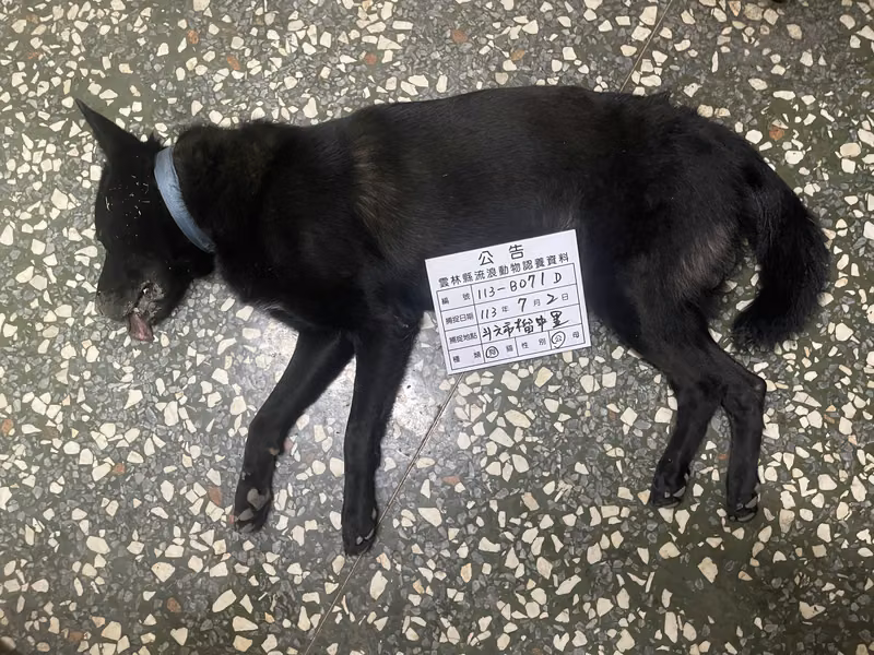 Black adult male mixed-breed dog, Large, shelter no. …071D