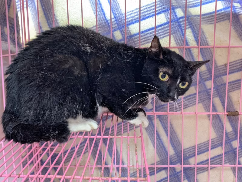Black-and-white adult female mixed-breed cat, Medium, shelter no. …1810