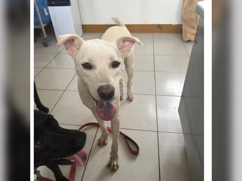 White adult female mixed-breed dog, Large, shelter no. …1020
