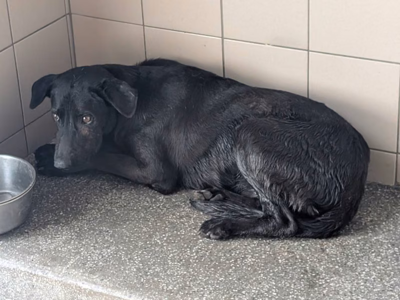 Black adult male mixed-breed dog, Large, shelter no. …1803