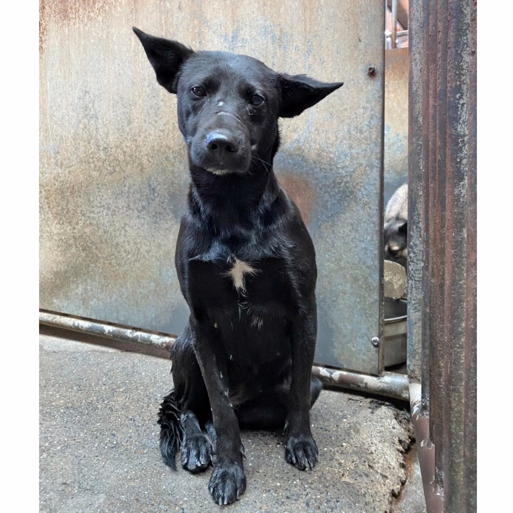 Black adult female mixed-breed dog, Medium, shelter no. …1001