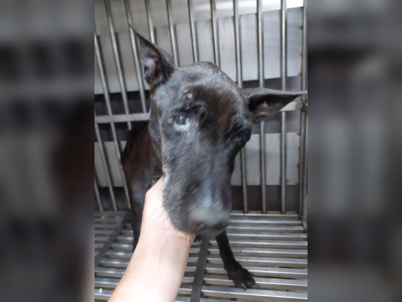 Black adult female mixed-breed dog, Medium, shelter no. …5002