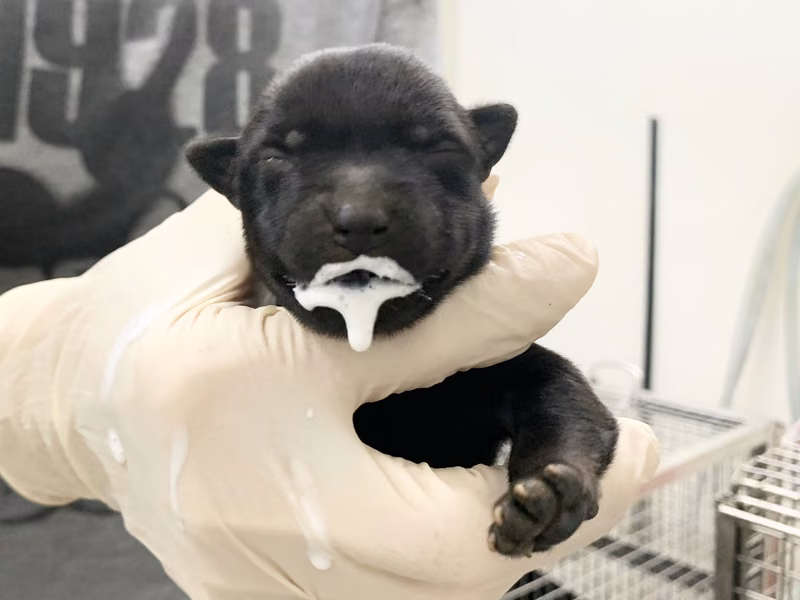 Black young female mixed-breed dog, Small, shelter no. …2109