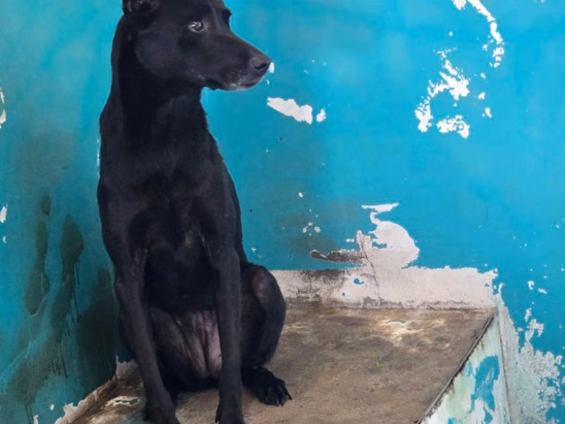 Black adult female mixed-breed dog, Medium, shelter no. …0002