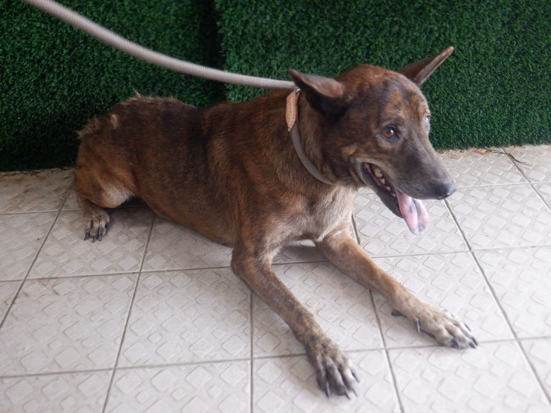 Tabby adult female mixed-breed dog, Medium, shelter no. …3716