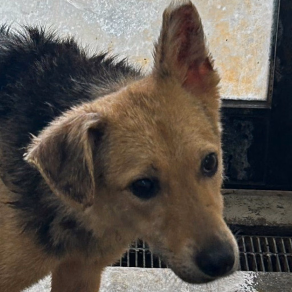 Black-and-tan adult female mixed-breed dog, Medium, shelter no. …3048