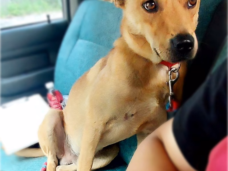 Tan adult male mixed-breed dog, Medium, shelter no. …1001