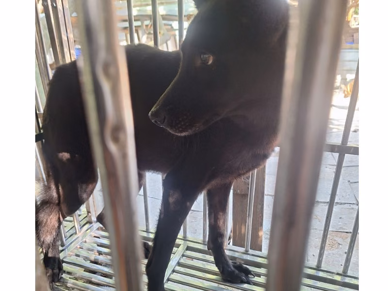 Black adult male mixed-breed dog, Large, shelter no. …111D