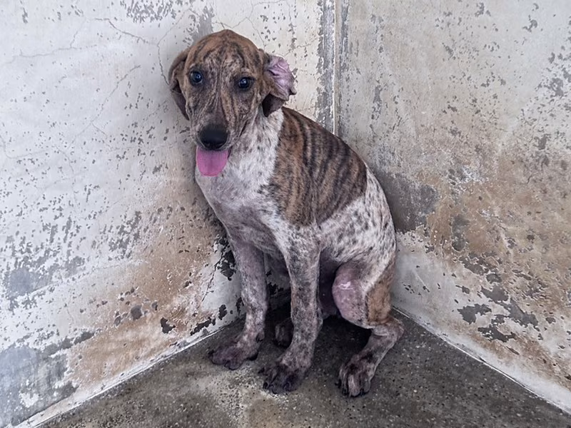 Tan-and-white young female mixed-breed dog, Medium, shelter no. …2038