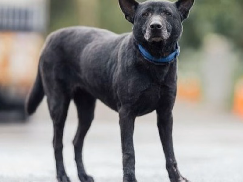Black adult female mixed-breed dog, Medium, shelter no. …8002