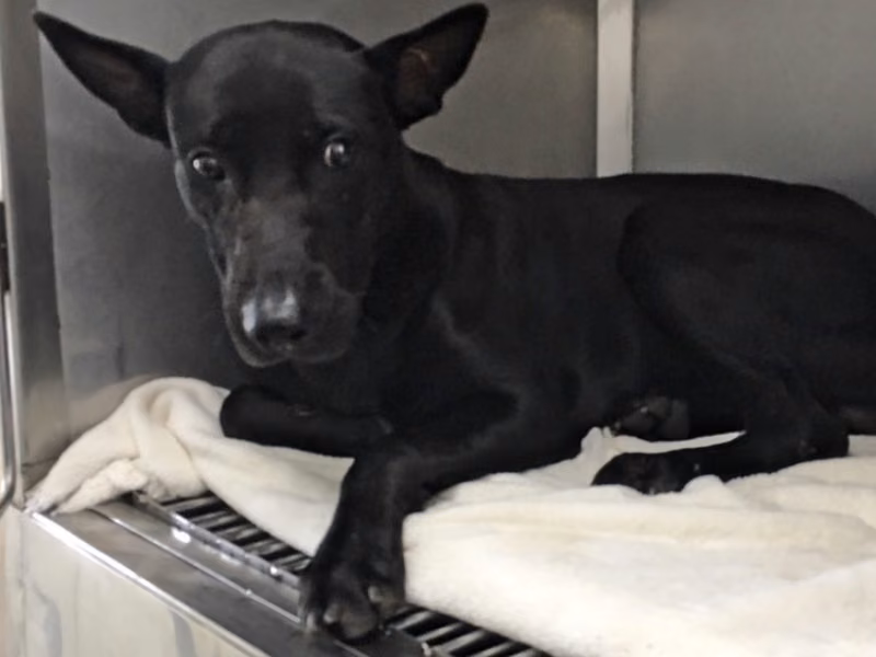 Black adult male mixed-breed dog, Medium, shelter no. …0702