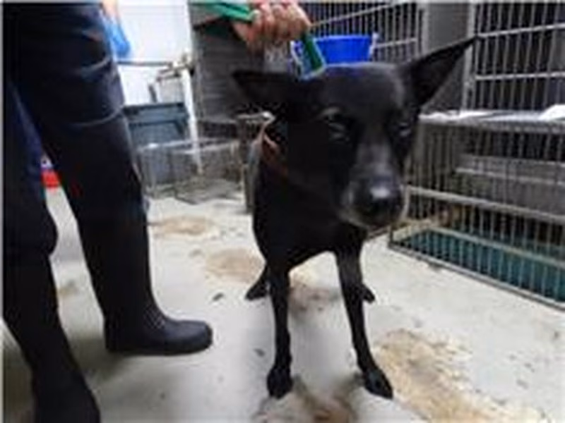 Black adult male mixed-breed dog, Medium, shelter no. …1804