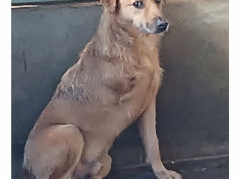 Tan adult male mixed-breed dog, Medium, shelter no. …006D