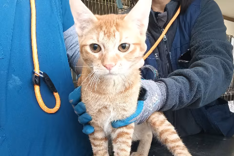 Ornitogato, Young · Male · European Shorthair