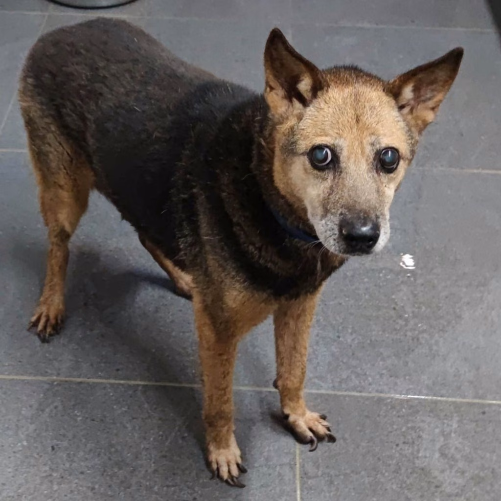 Black-and-tan adult male mixed-breed dog, Medium, shelter no. …1706