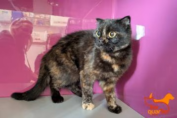 Calico young female Scottish Fold, shelter no. …4113