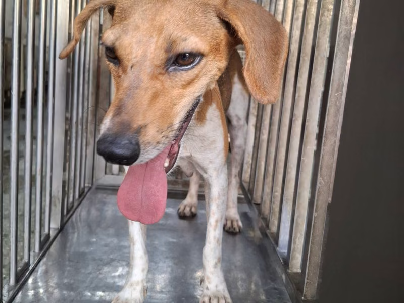 Tan-and-white adult female mixed-breed dog, Medium, shelter no. …4-04