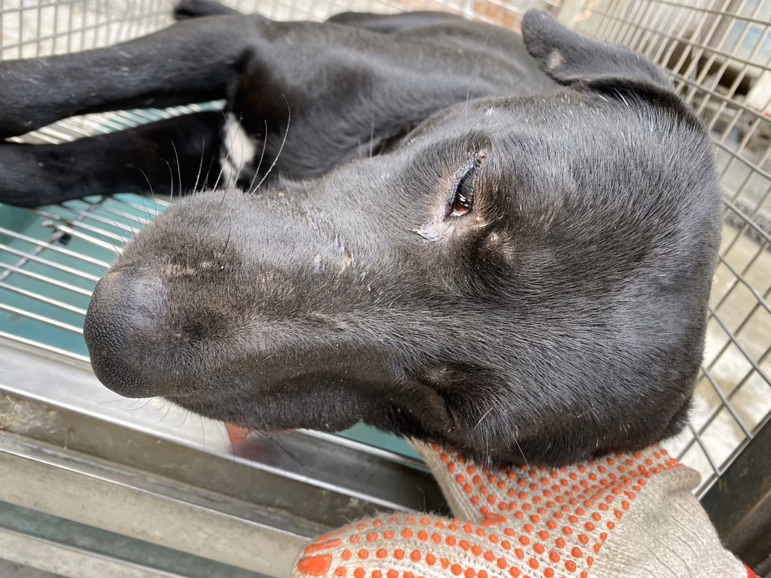Black adult male mixed-breed dog, Large, shelter no. …3-09