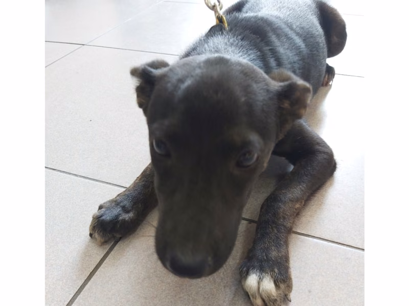 Black adult female mixed-breed dog, Small, shelter no. …1-07