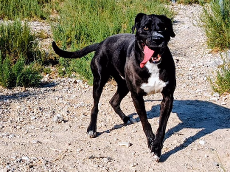 Romo, Adult · Male · Large · Mixed breed