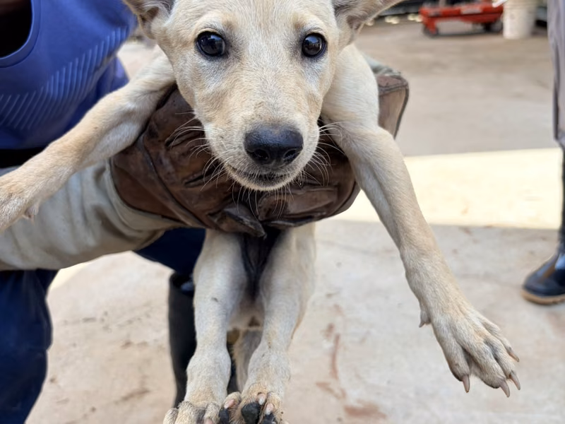 Tan young female mixed-breed dog, Small, shelter no. …2007
