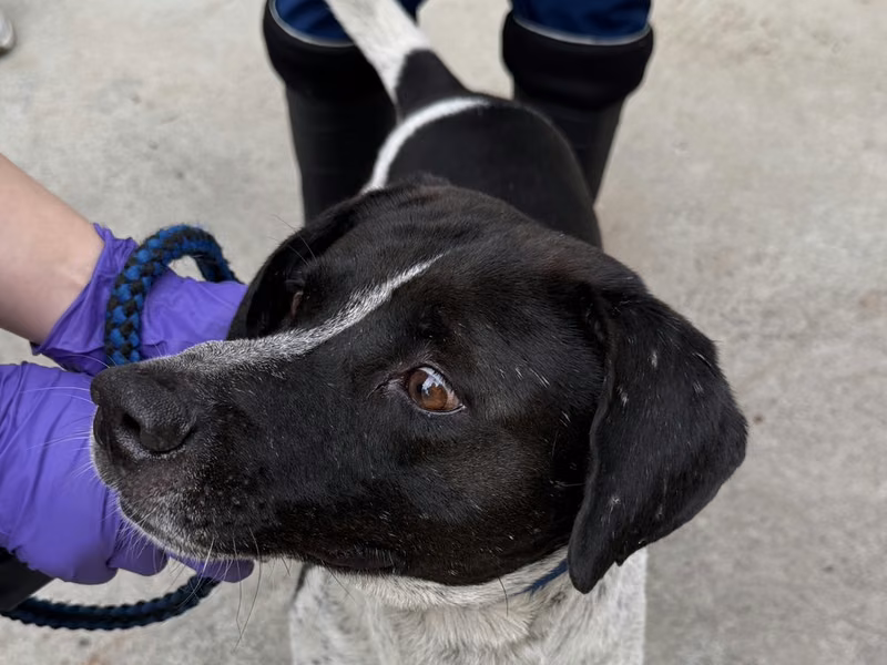 Black-and-white adult male mixed-breed dog, Medium, shelter no. …4-08