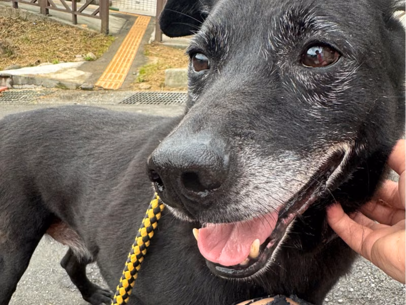Black adult male mixed-breed dog, Medium, shelter no. …2001
