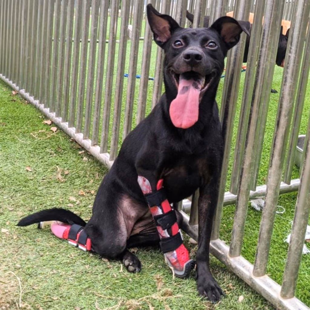 Black adult female mixed-breed dog, Small, shelter no. …9002