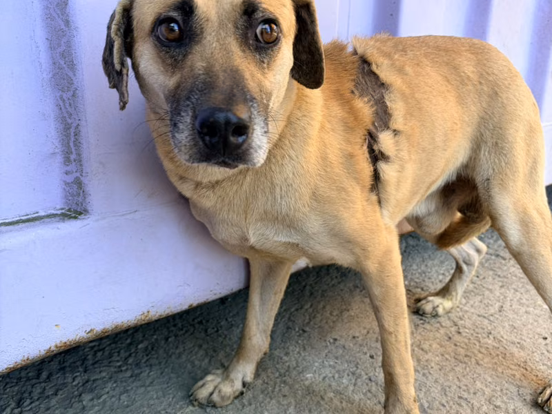 Tan adult male mixed-breed dog, Medium, shelter no. …2009