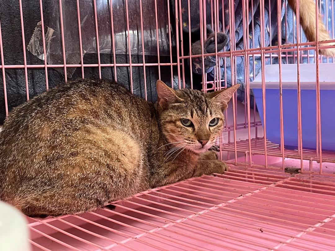 Tabby adult female mixed-breed cat, Medium, shelter no. …1204