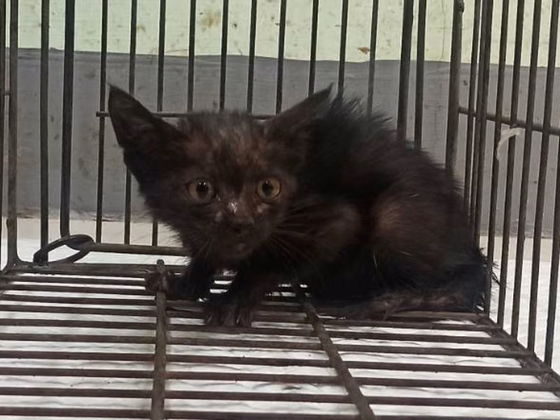 Black young female mixed-breed cat, Small, shelter no. …3C01