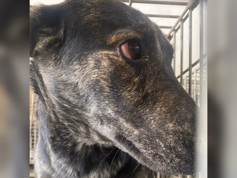 Tabby adult male mixed-breed dog, Medium, shelter no. …1-02