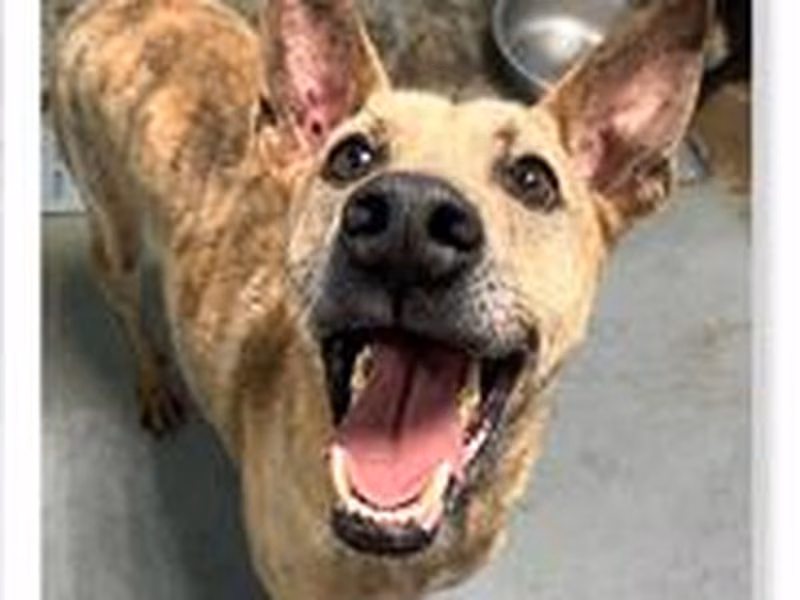 Tan adult male mixed-breed dog, Medium, shelter no. …1802