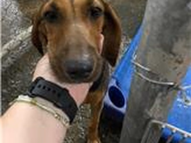 Black-and-tan adult female mixed-breed dog, Medium, shelter no. …6002