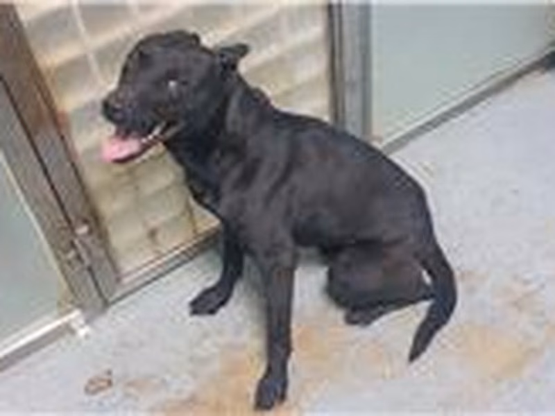 Black adult male mixed-breed dog, Medium, shelter no. …0907