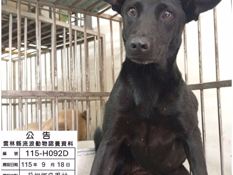 Black adult female mixed-breed dog, Medium, shelter no. …092D