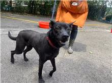 Black young female mixed-breed dog, Small, shelter no. …2802