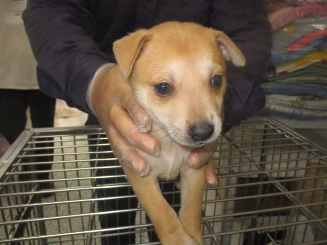 Tan young male mixed-breed dog, Small, shelter no. …1006