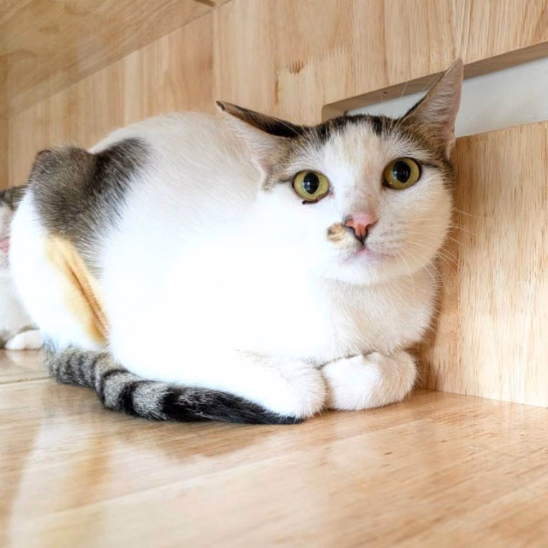 Tabby-and-white adult female mixed-breed cat, Medium, shelter no. …5002