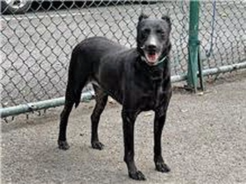 Black adult male mixed-breed dog, Medium, shelter no. …1502