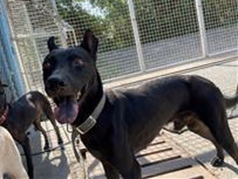 Black adult male mixed-breed dog, Medium, shelter no. …8002