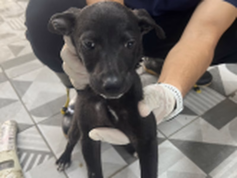 Black young male mixed-breed dog, Medium, shelter no. …9002