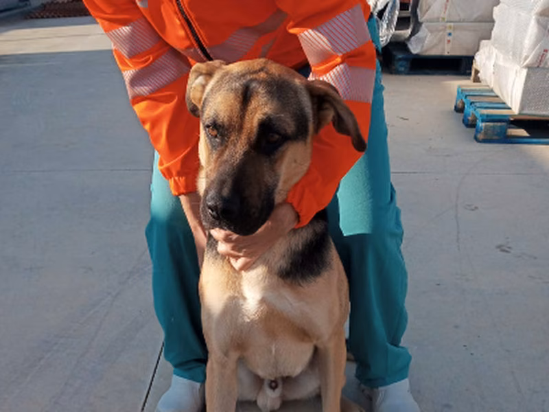 Fluky, Adult · Male · Medium · Mixed breed