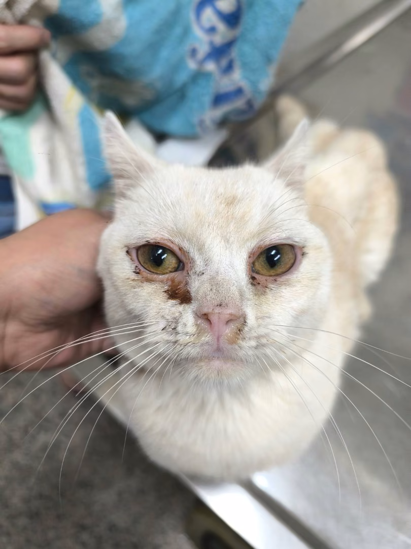 White adult male British Shorthair, Medium, shelter no. …3021