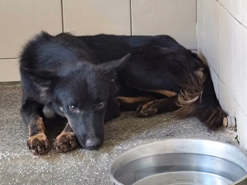 Black adult female mixed-breed dog, Large, shelter no. …0905