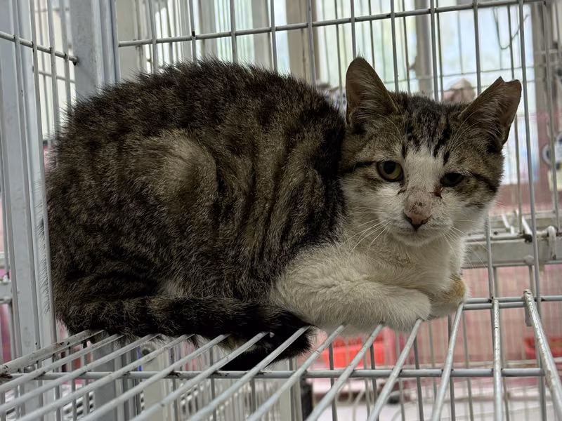 Tabby-and-white adult male mixed-breed cat, Medium, shelter no. …9019