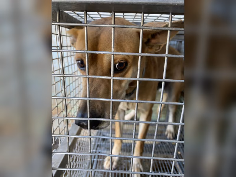 Tan adult male mixed-breed dog, Medium, shelter no. …8-06